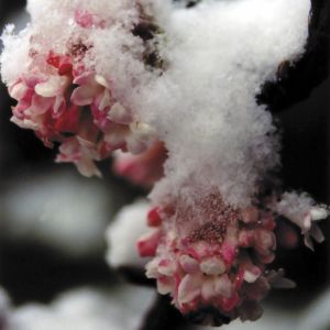 winter viburnum